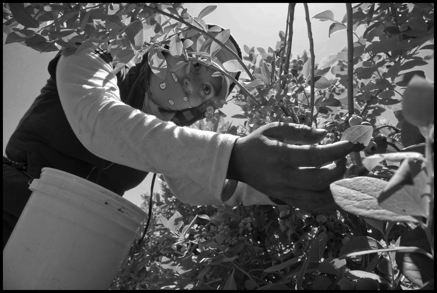 Lorena Hernandez, a 20-year-old farm worker and single mother of a 4-year-old girl, picks blueberries in a field in California's San Joaquin Valley. Workers are paid by $8 for each 12-pound bucket they pick.