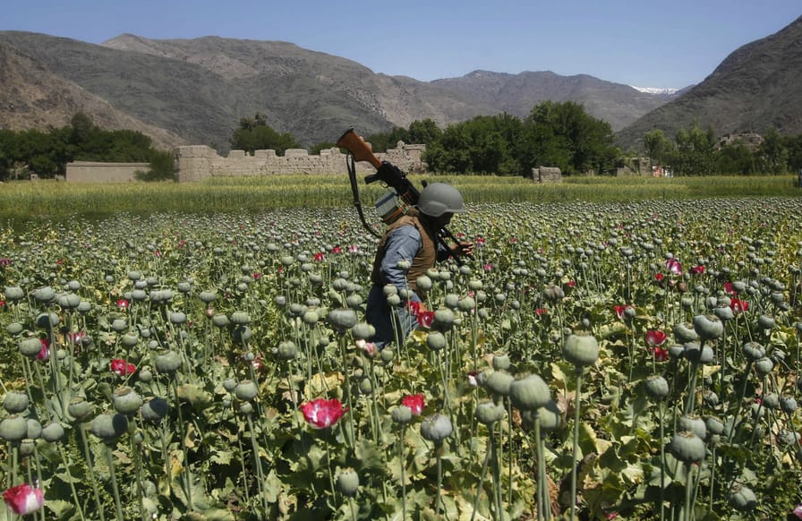 Afghanistan-poppy-field