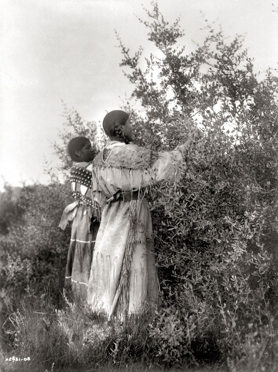 Mandans-gathering-buffalo-berries-1908.-Photograph-by-Edward-S.-Curtis