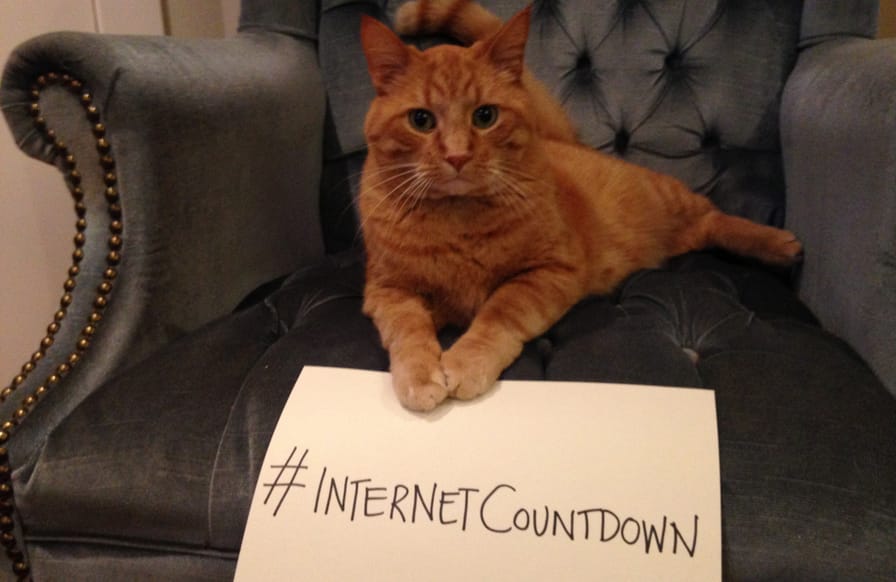 net-neutrality-cat