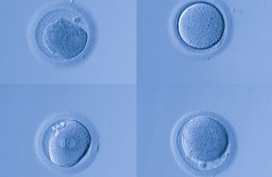cell-eggs