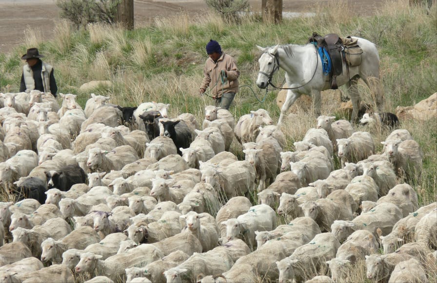 Sheep-herders-in-Colorado
