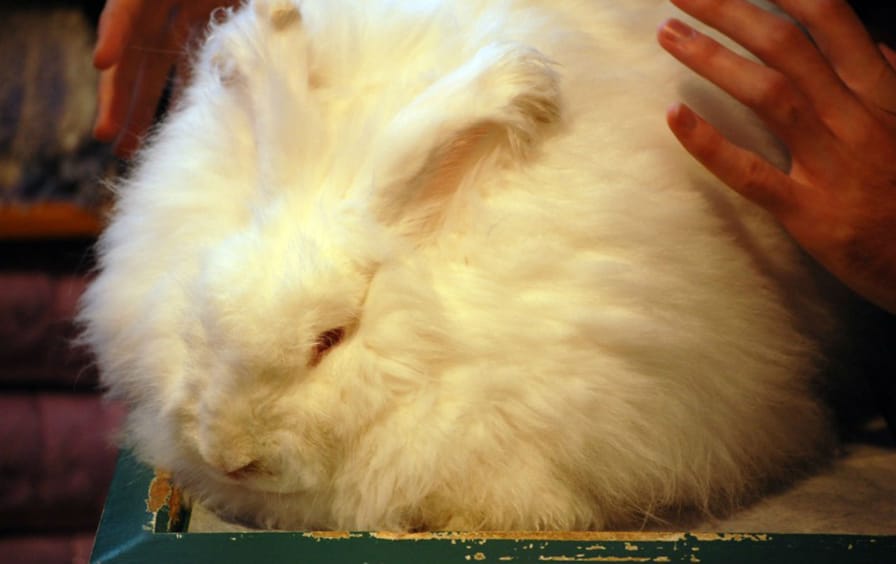 Angora Bunny