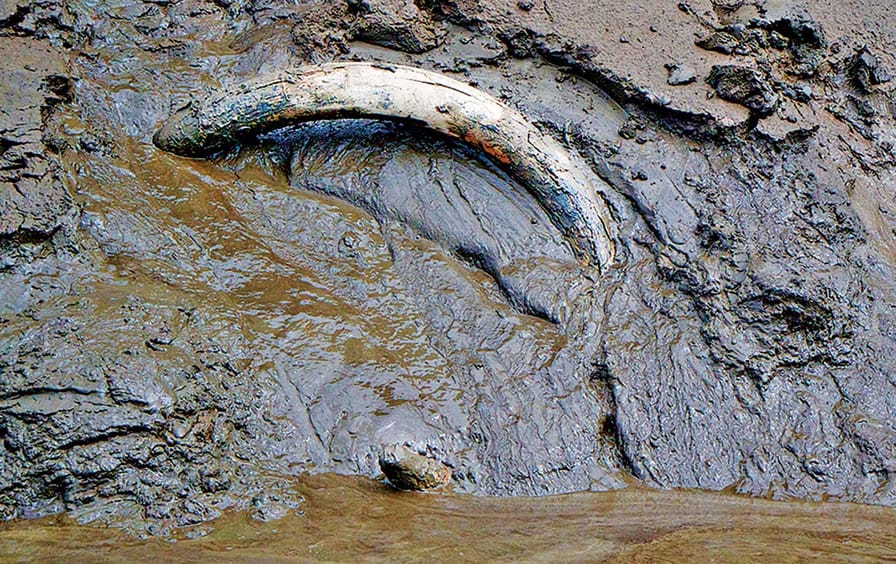 A-mammoth-tusk-exposed-by-placer-mining-near-Dawson-City-Yukon-Territory-Canada