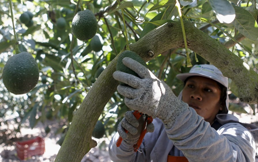 A farm worker picks avocados from Hoja Redonda plantation in Chincha, Peru, September 3, 2015.
