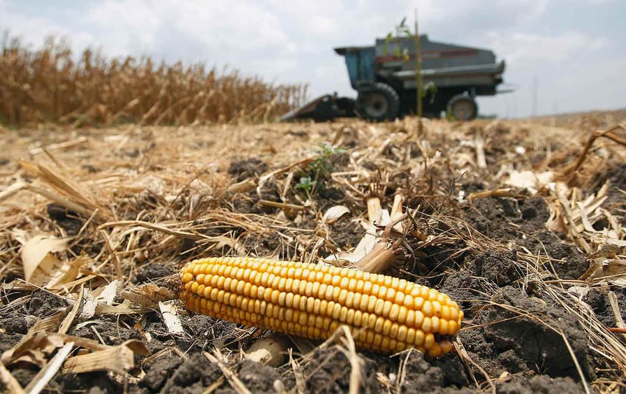 Corn Cob Farming