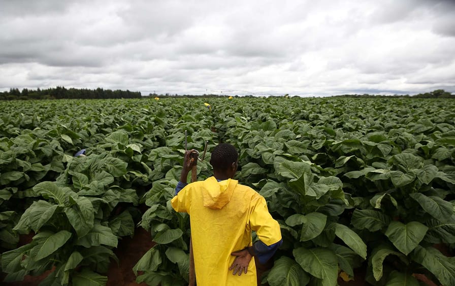 Tobacco farm worker Zimbabwe