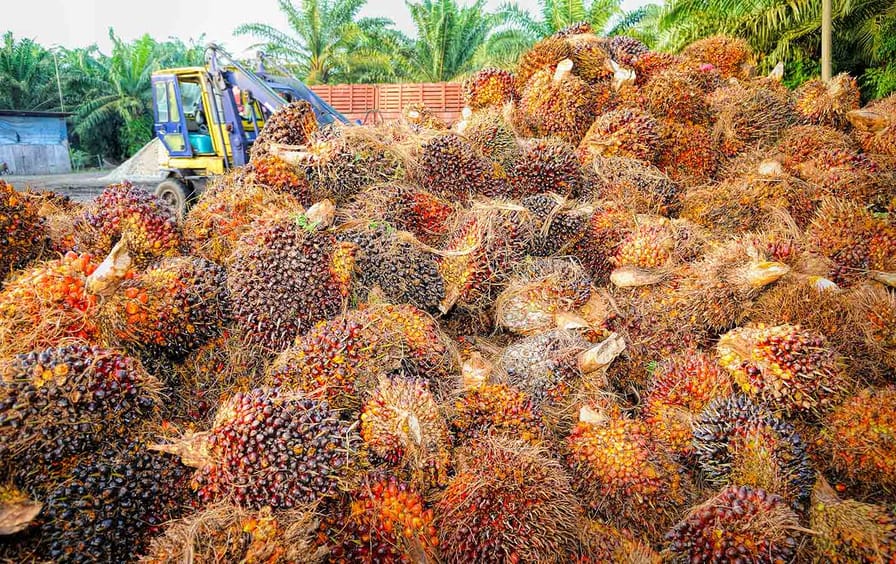 Palm Oil Fruit
