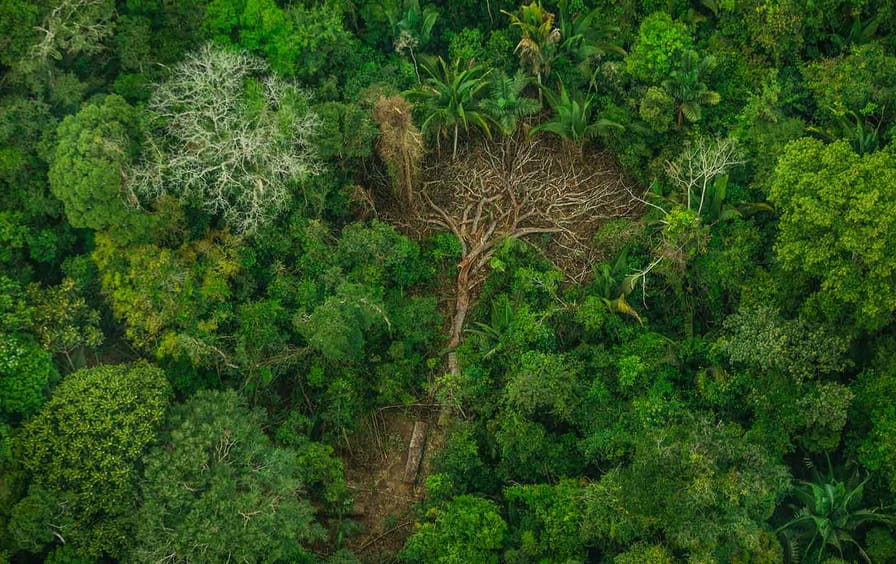 deforestation-indigenous-brazil-greenpeace-img