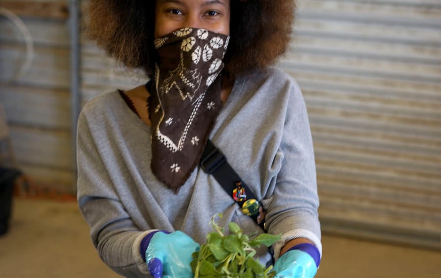 A farmer wearing gloves and a bandana as a face cover holds a mint plant.