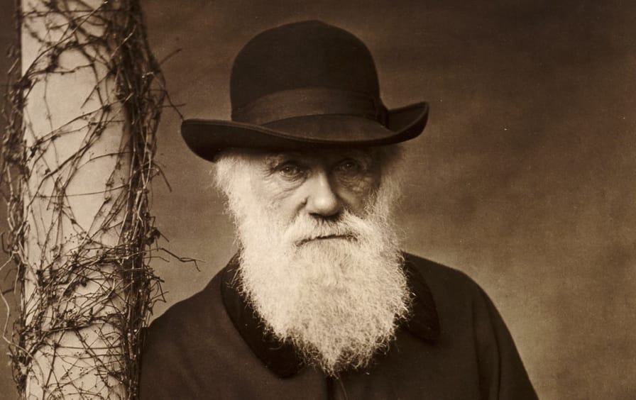 darwin-beard