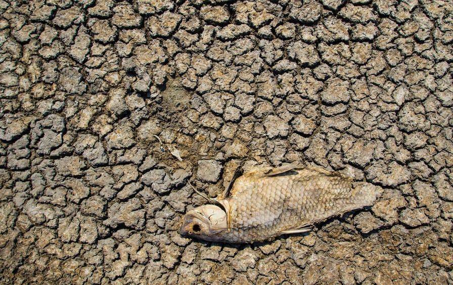 A dead fish lying on the cracking earth of a dry lake bed