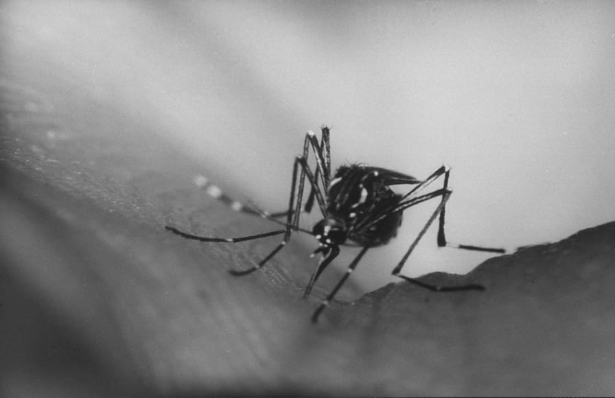 Closeup of a mosquito biting a man's arm