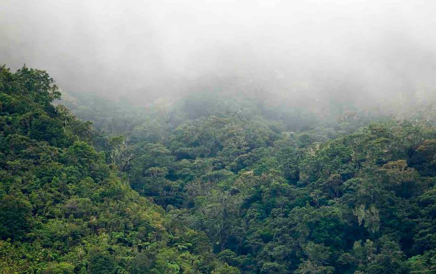 Forest on Mt Kitanglad on Mindanao, Philippines