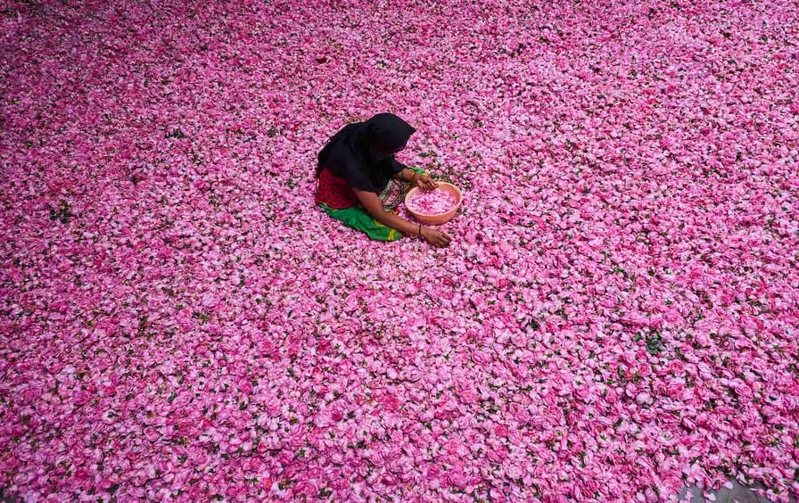 India, Uttar Pradesh, the city of perfumes, roses collecting