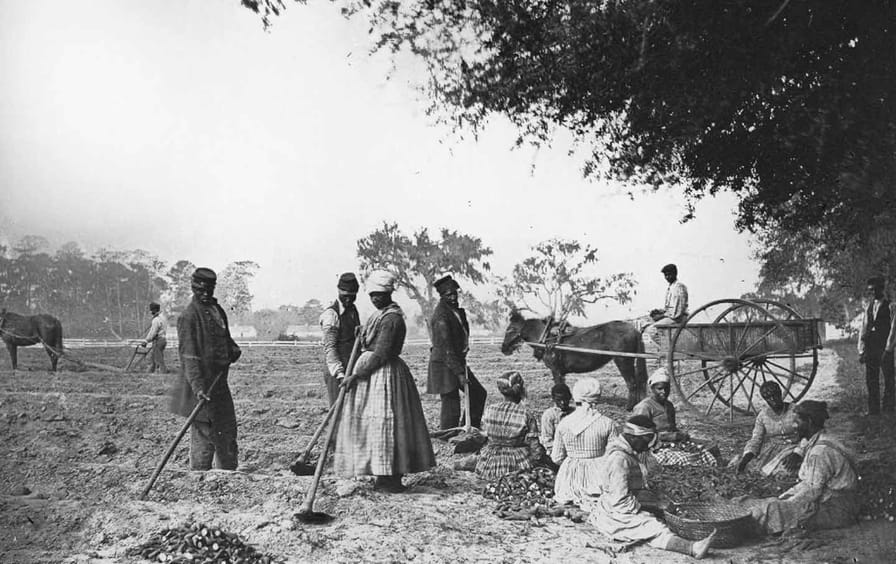Slaves on a South Carolina plantation planting sweet potatoes, circa 1862.