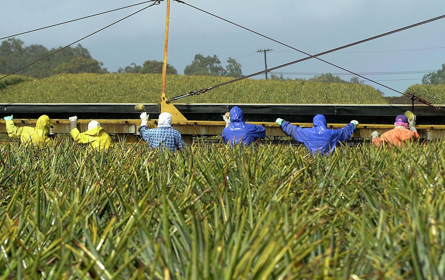 Hawaii Wakes Up To Pesticides