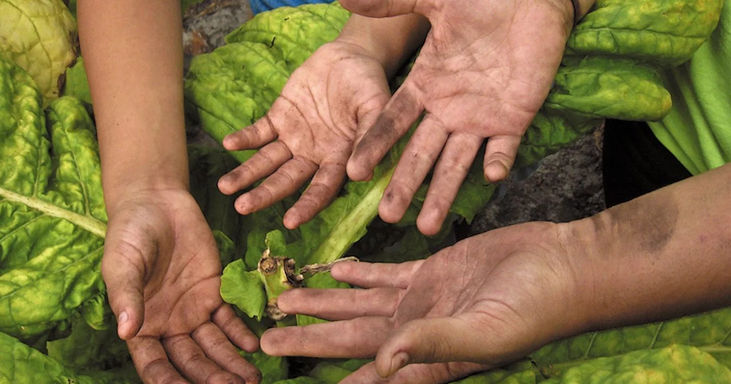 Why Are Children Working in American Tobacco Fields?