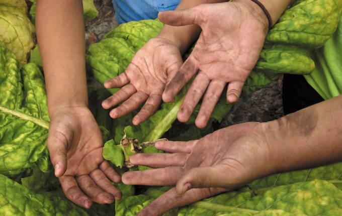 hoovers poor farm tobacco fund Hey Reynolds, North Carolina workers deserve decent workplaces Remembering Shade Tobacco in Havana