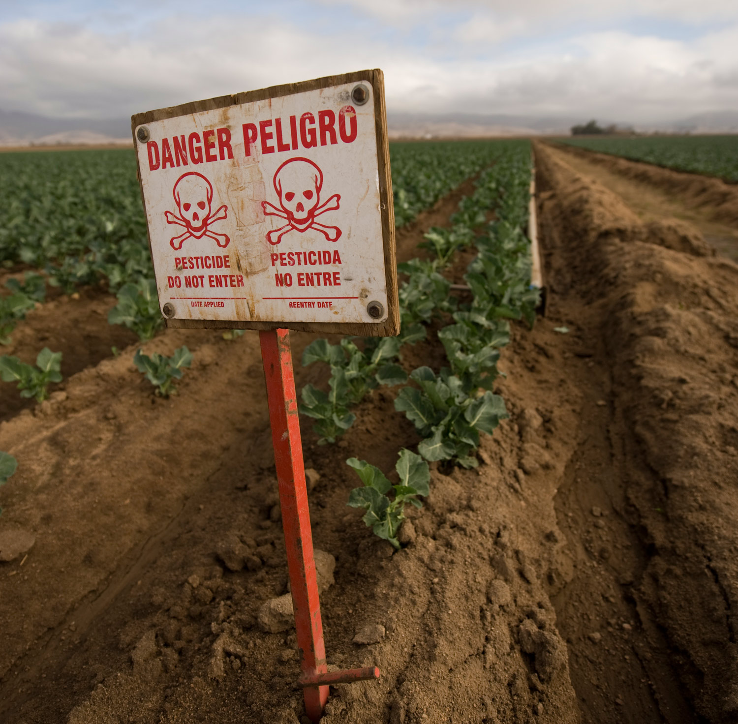 Warning Signs: How Pesticides Harm the Young Brain