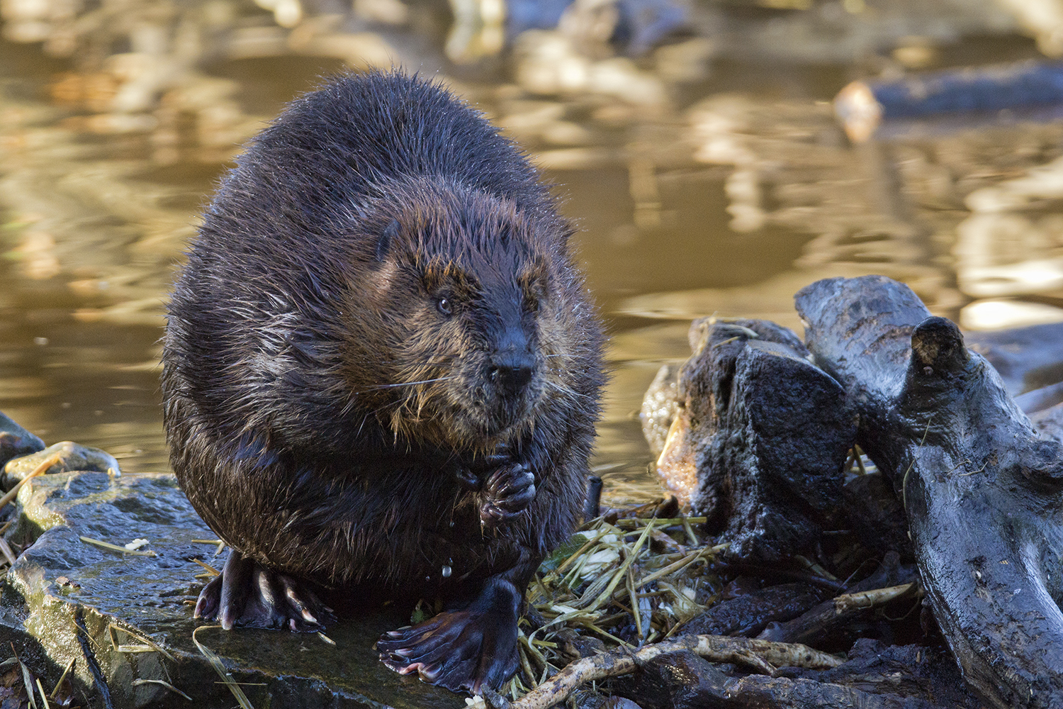 How One Unlikely Rodent Is Saving the American West—and Perhaps the Planet