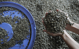 The Brawl Over Fair Trade Coffee