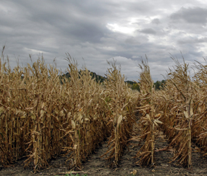 Why Aren’t Environmental Groups Divesting from Fossil Fuels?