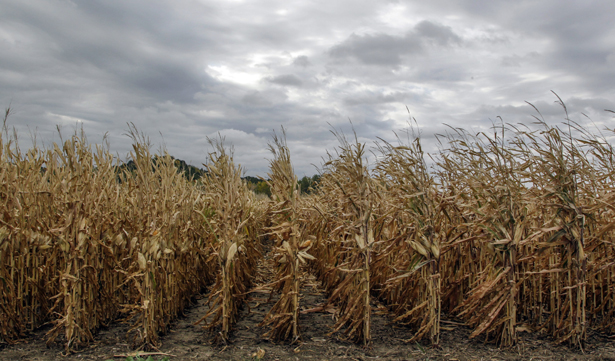 If We Want to Adapt to Climate Change, We Need to Start Now