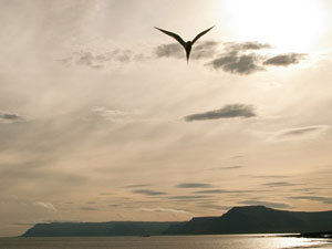 The Far North of Experience