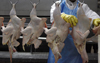 New Rules Mean New Hardship for Poultry Workers