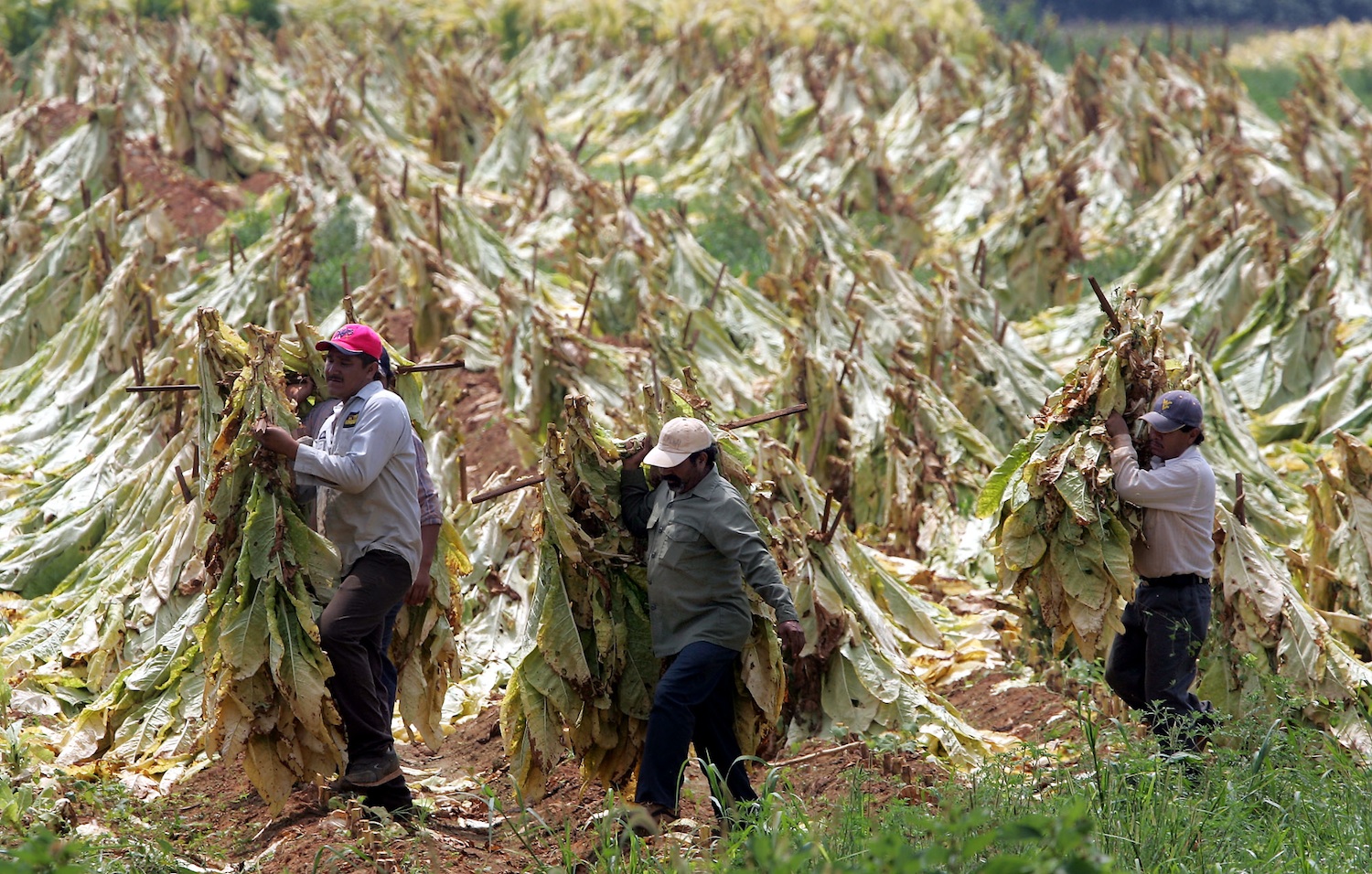 Tobacco-Workers