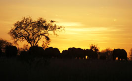 A Great Green Wall for Africa?