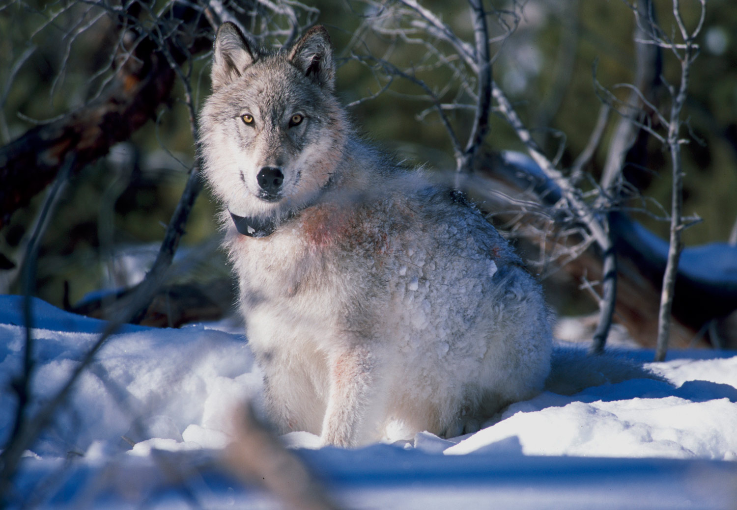 Why We Should Appreciate the Stunning Success of the Wilderness Act, 50 Years On