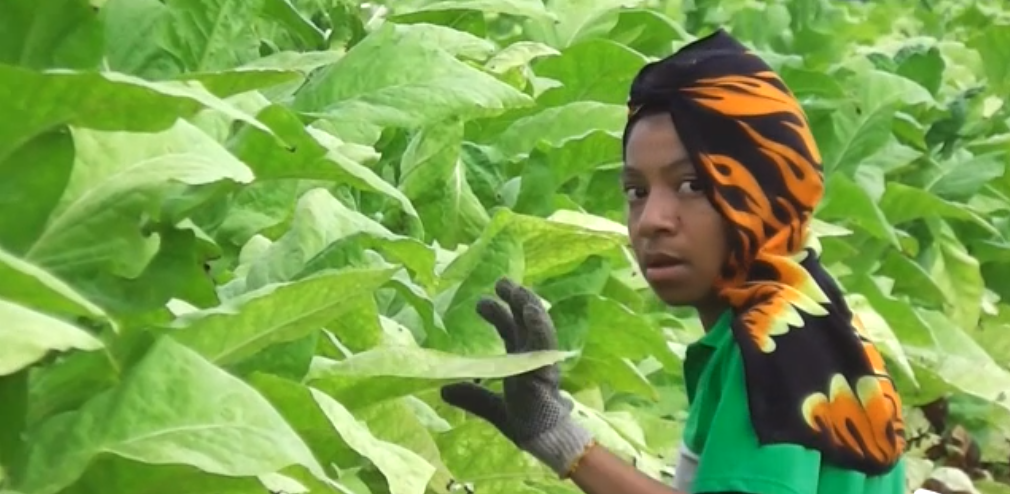 Would You Want Your 12-Year-Old Child Picking Tobacco?