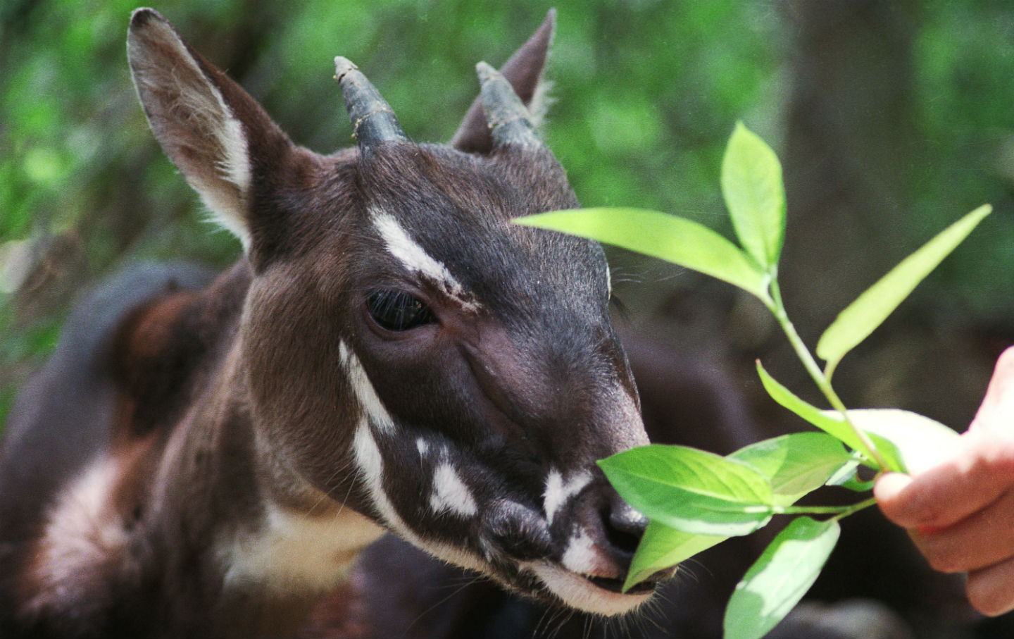 The Most Beautiful Animal You’ve Never Seen