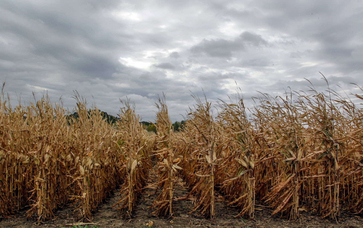 VIDEO: What Does Climate Change Have to Do With Hunger in America?