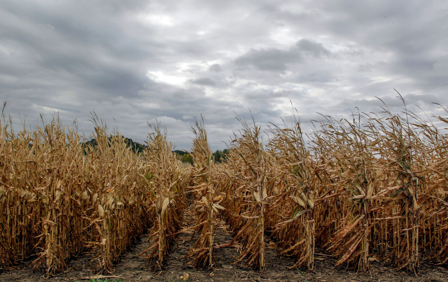 Can Living With Long-Term Drought Cause Trauma?