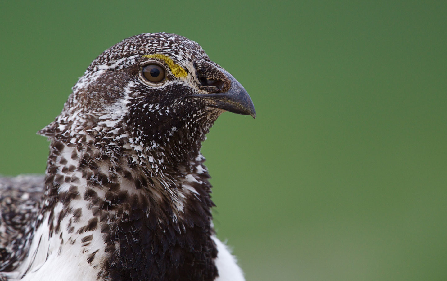 Did the Fish and Wildlife Service Just Doom This Bird to Extinction?