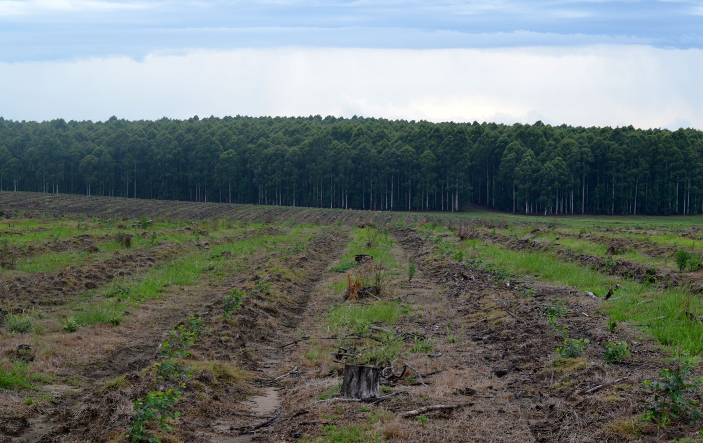 When Planting Trees Hurts the Environment