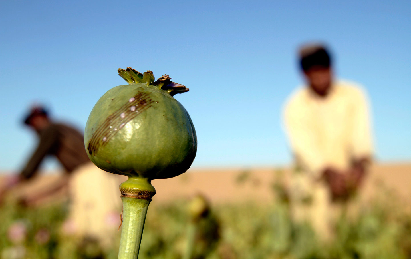 An opium field in Afghanistan