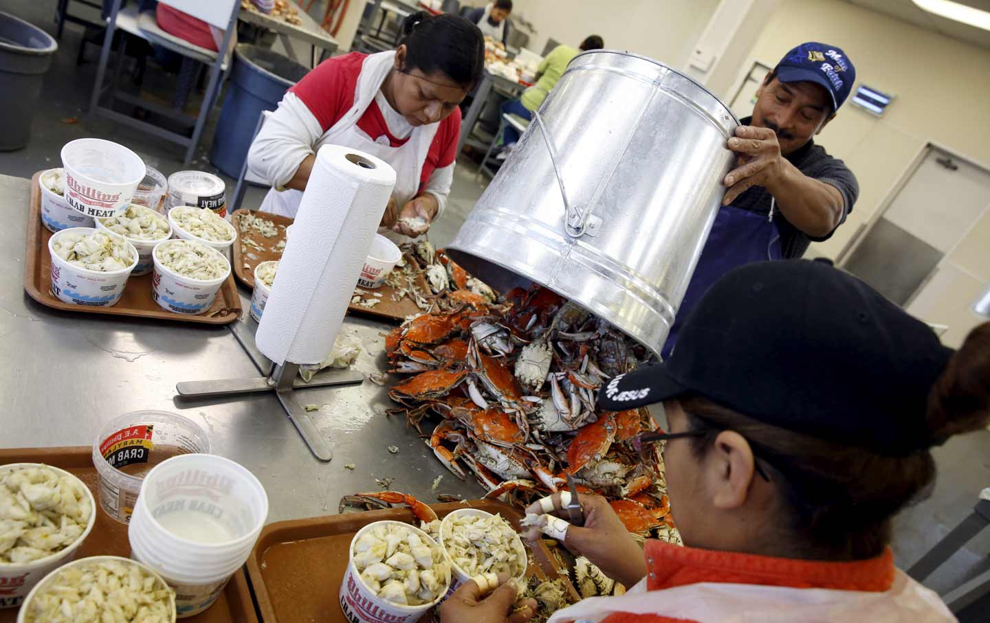 Guestworkers processing crabs