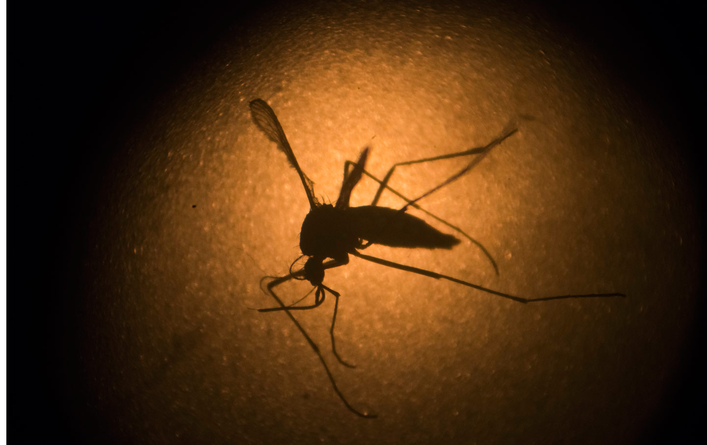 Memo to House Republicans: Zika Is Not a Game