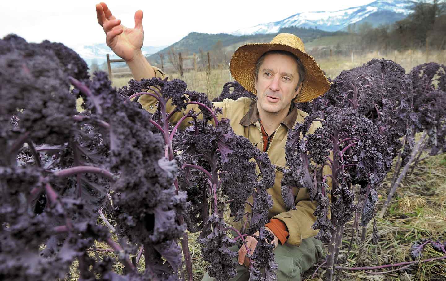 Purple Kale