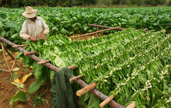 Tobacco Farm Viñales Cuba