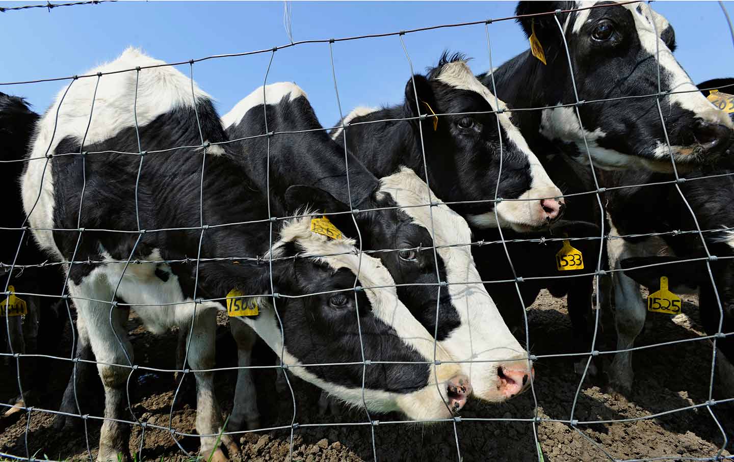 Dairy farm cows