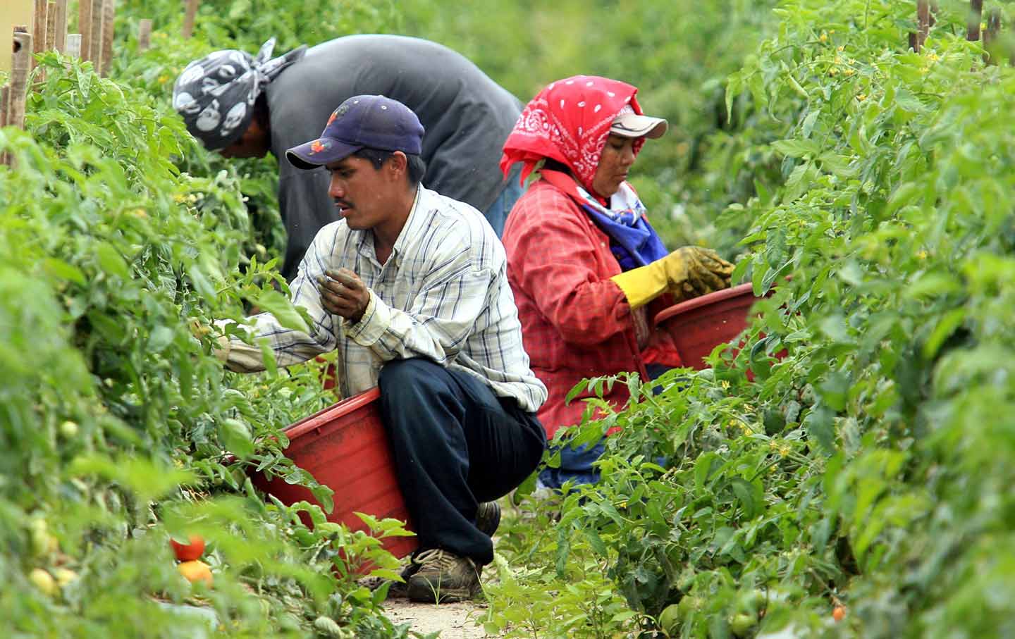 Immokalee Workers Florida