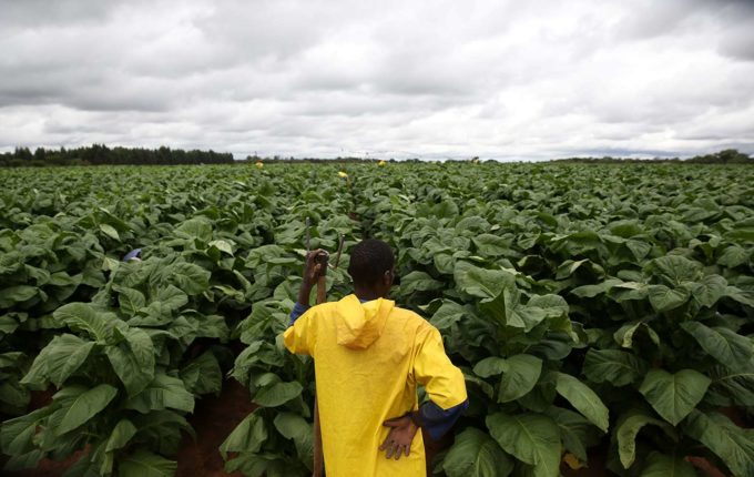 tobacco season zimbabwe The Child Labor in Zimbabwe's Tobacco Fields tobacco season zimbabwe The Child Labor in Zimbabwe's Tobacco Fields