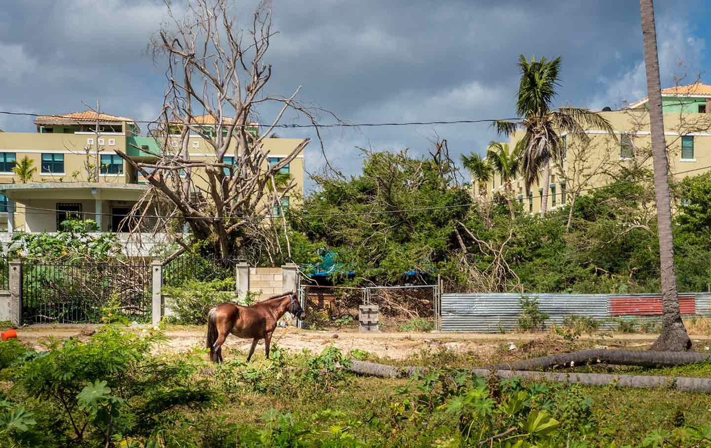 Can Farming Save Puerto Rico’s Future?