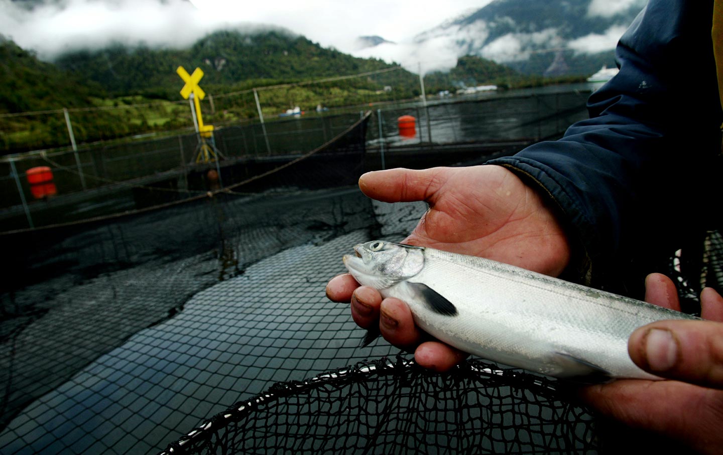 Salmon Farms Chile