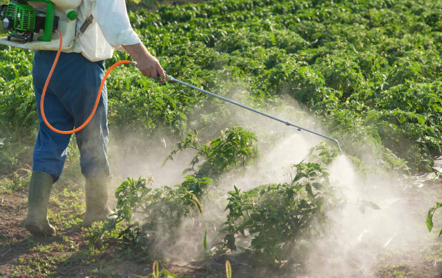 More Than 90 Percent of Americans Have Pesticides or Their Byproducts in Their Bodies